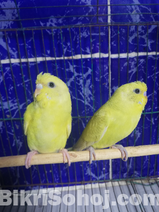 একজোড়া নয়নাভিরাম বাজারিগার পাখি